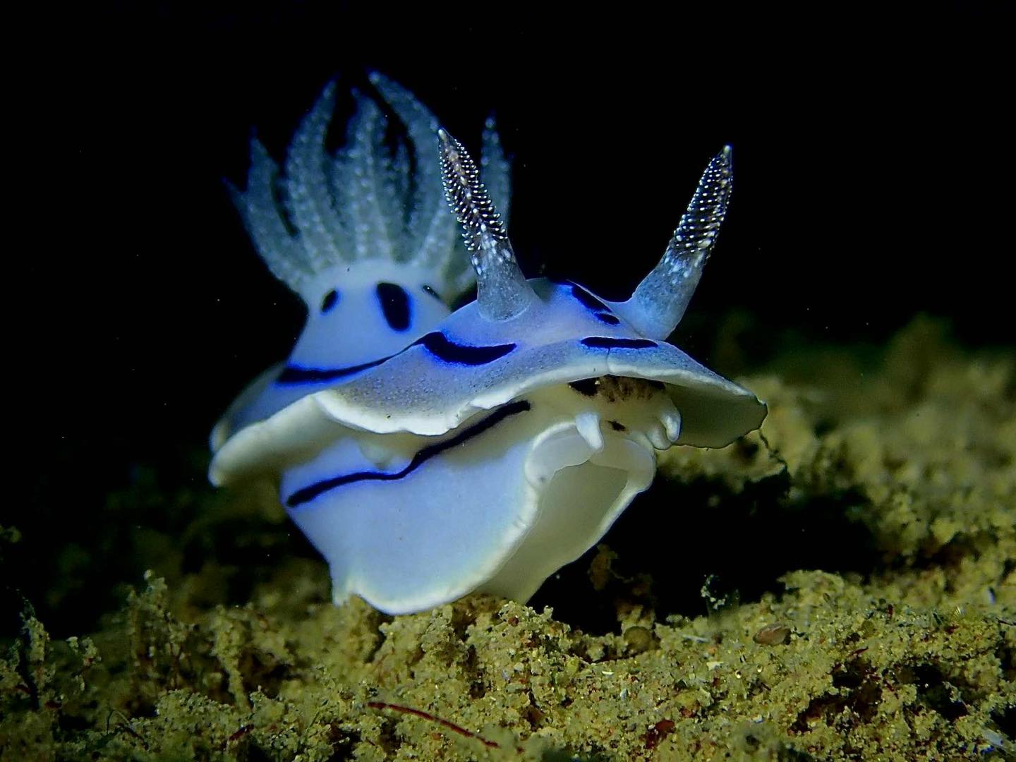 Chromodoris willani nudibranch on Anilao seafloor